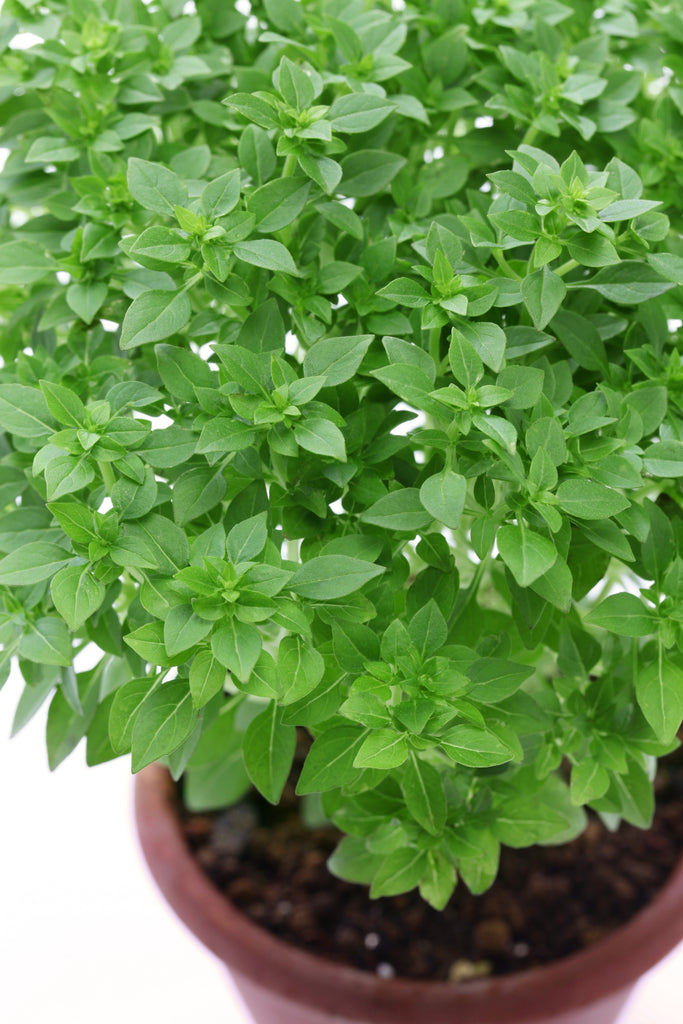 Basil Dwarf Greek Heirloom Hometown Seeds