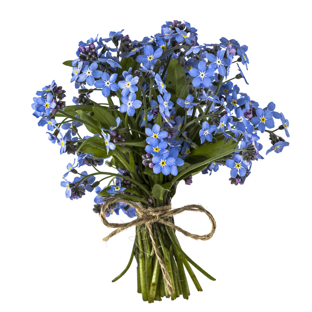 Myosotis sylvatica (Forget-Me-Not, French Forget Me Not) – MySeedsCo