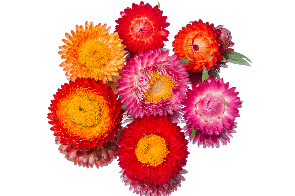 Sultane Mix Strawflower Seeds — San Diego Seed Company