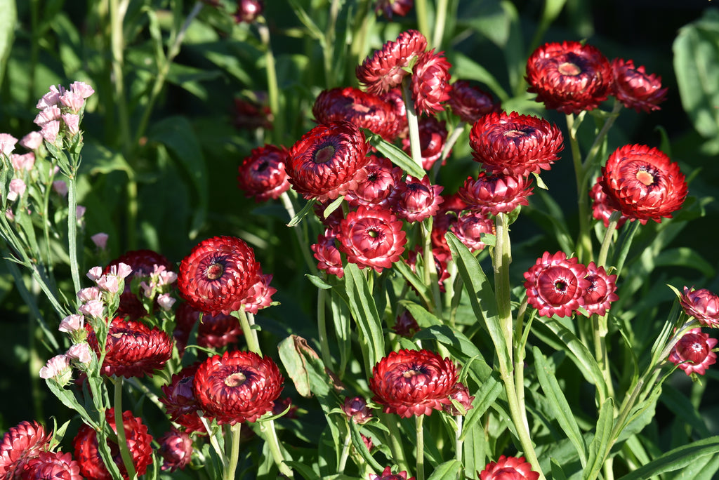 STRAWFLOWER - DWARF MIX HELICHRYSUM – Pinetree Garden Seeds