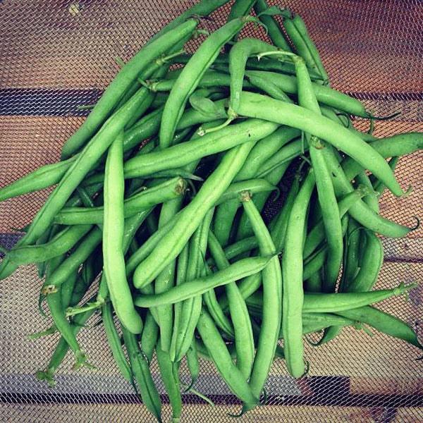 Top Crop Bean Seeds - Heirloom – Hometown Seeds