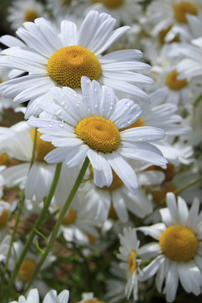 Shasta Daisy, Alaska – Hometown Seeds