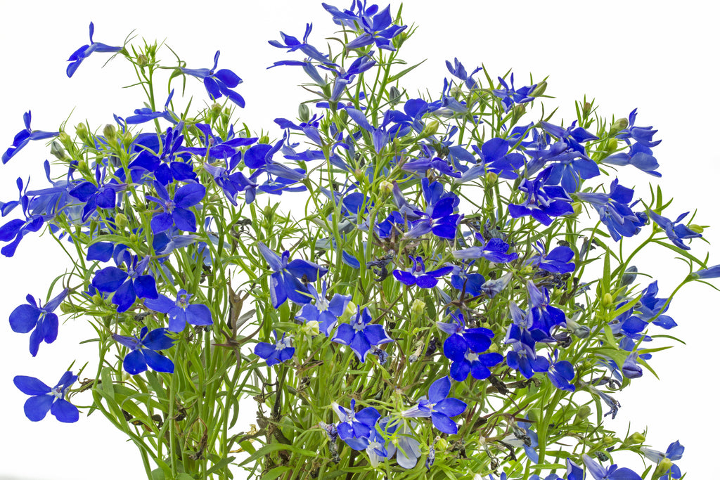 Lobelia, Crystal Palace Seeds – Hometown Seeds