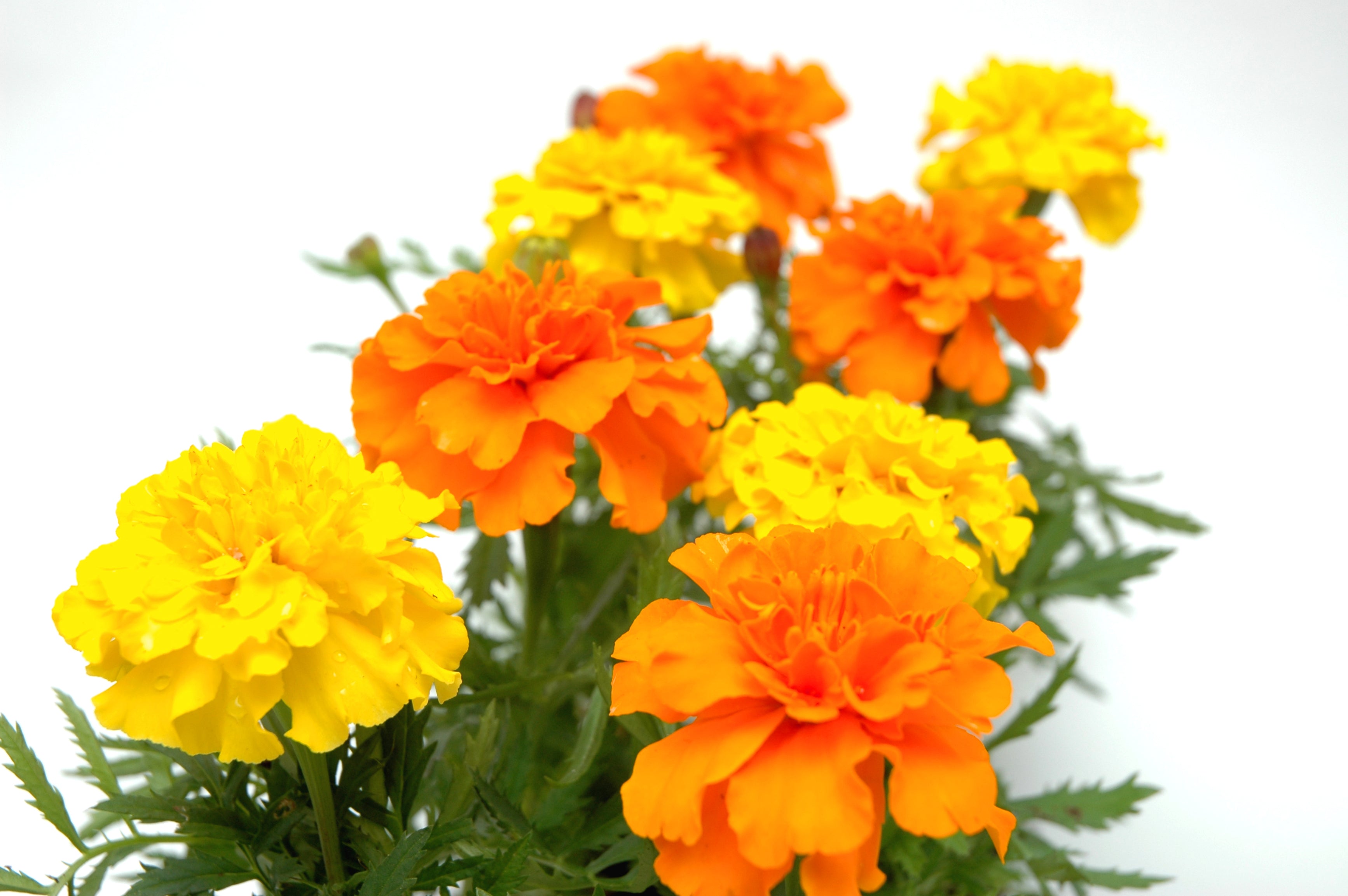 Ferry-Morse Marigold Crackerjack Mixed Colors Flower Seeds (Seed
