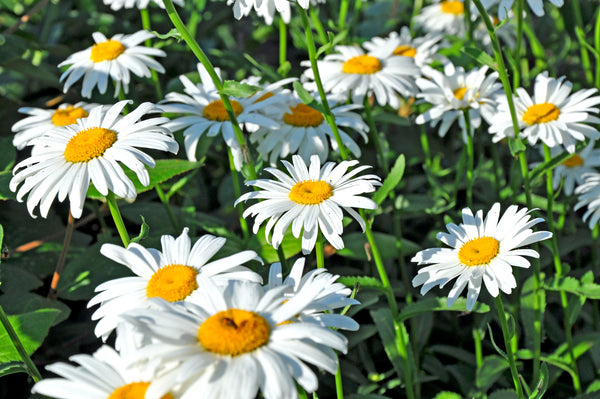 Shasta Daisy, Alaska – Hometown Seeds