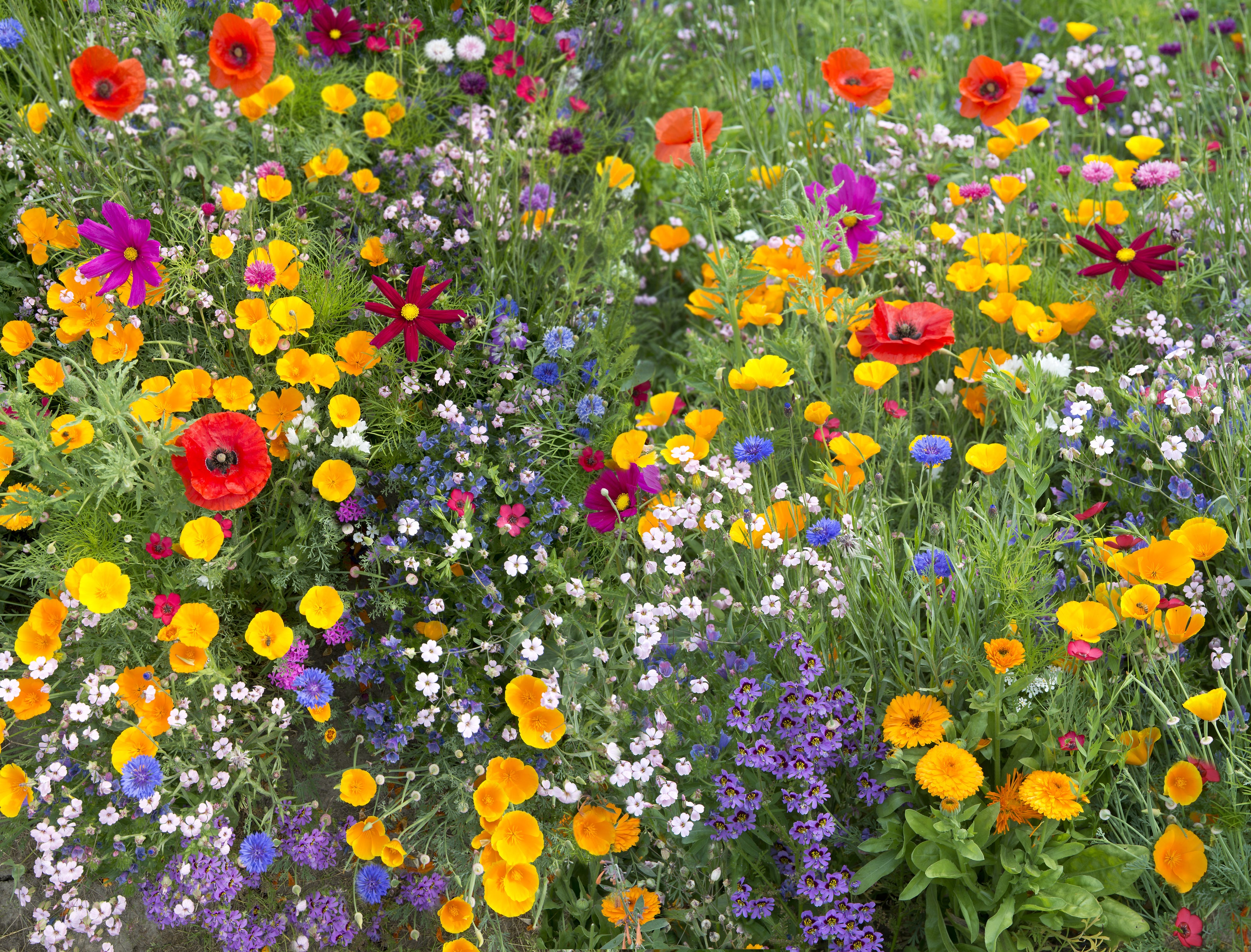 Guide for Planting a Wildflower Garden  Wedel's – Nursery, Florist, &  Garden Center