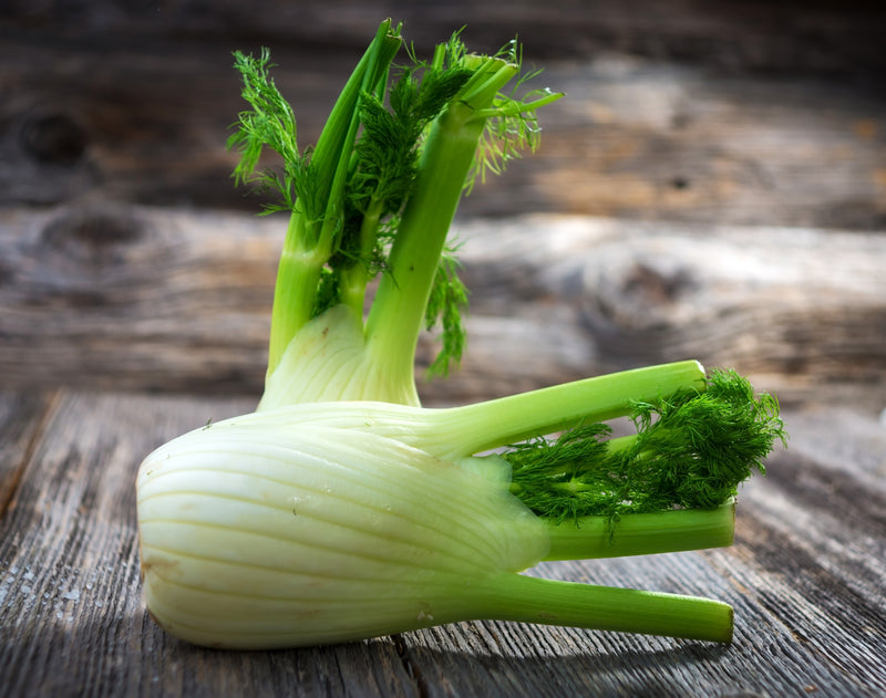 Florence Fennel Heirloom Hometown Seeds