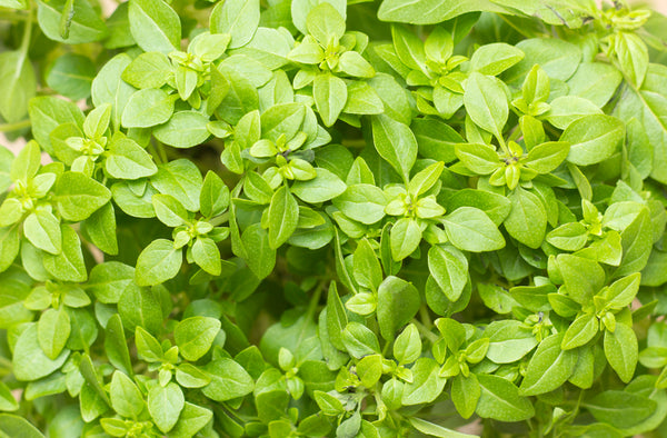 Basil, Dwarf Greek - Heirloom – Hometown Seeds