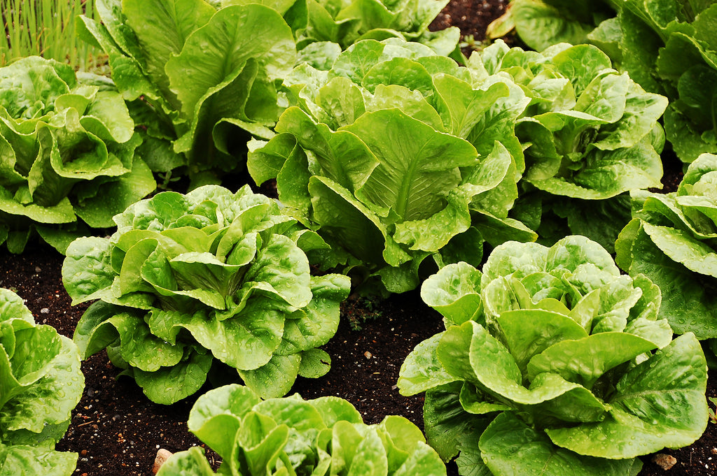 Romaine Parris Island Cos Lettuce Seeds - Heirloom – Hometown Seeds