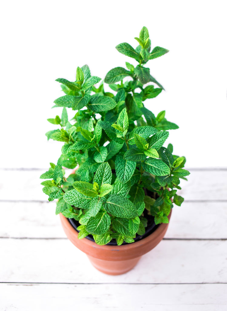 Spearmint - Heirloom – Hometown Seeds