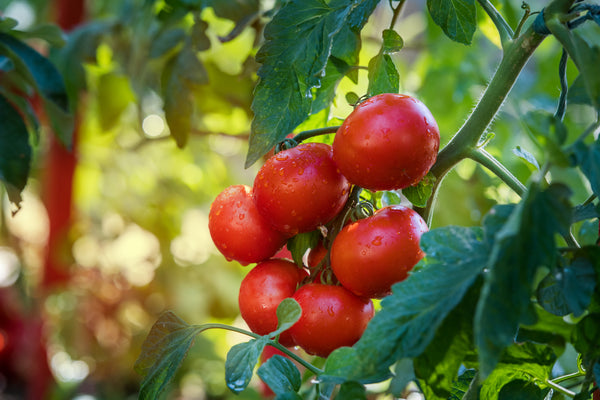 Campbell 33 Tomato Seeds - Heirloom – Hometown Seeds